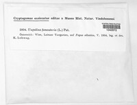 Fomes fomentarius image